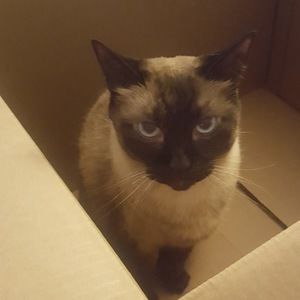 Meet your Posher, Kookaburras